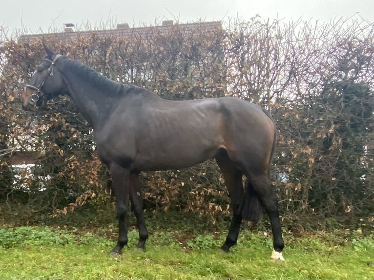 Caballo de deporte irlandés Caballo castrado 8 años 175 cm Morcillo in Elze Esbeck