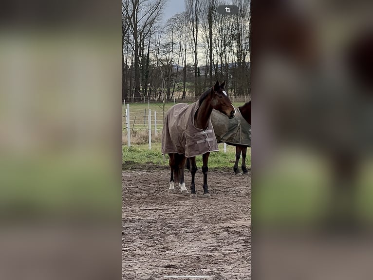 Caballo de deporte irlandés Caballo castrado 8 años Castaño in Edenkoben