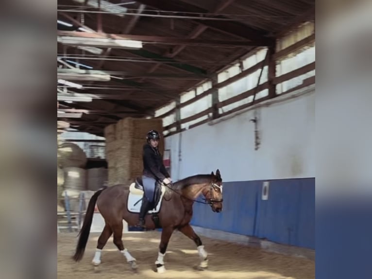 Caballo de deporte irlandés Caballo castrado 8 años Castaño in Edenkoben