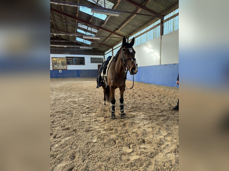 Caballo de deporte irlandés Caballo castrado 8 años Castaño in Edenkoben