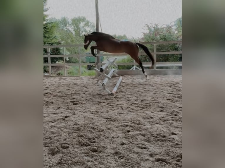Caballo de deporte irlandés Caballo castrado 8 años Castaño in Edenkoben
