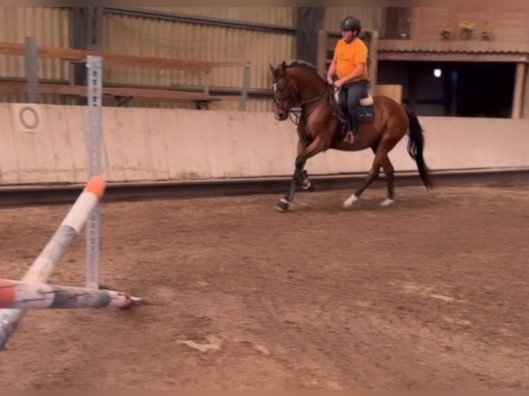 Caballo de deporte irlandés Caballo castrado 8 años Castaño in Edenkoben