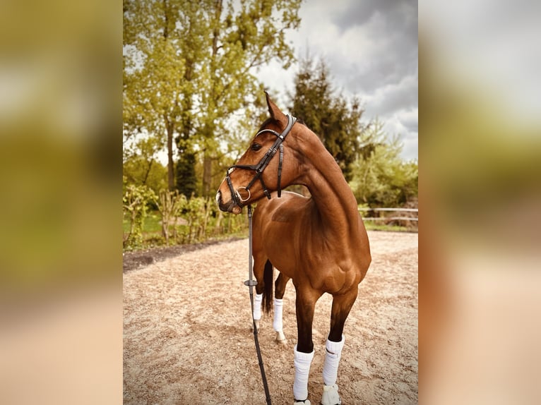 Caballo de deporte irlandés Caballo castrado 8 años Castaño in Edenkoben