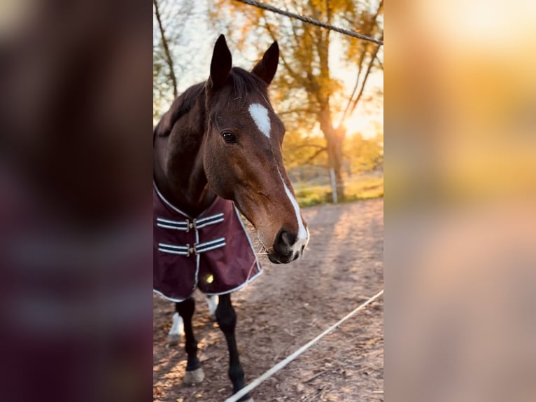 Caballo de deporte irlandés Caballo castrado 8 años Castaño in Edenkoben
