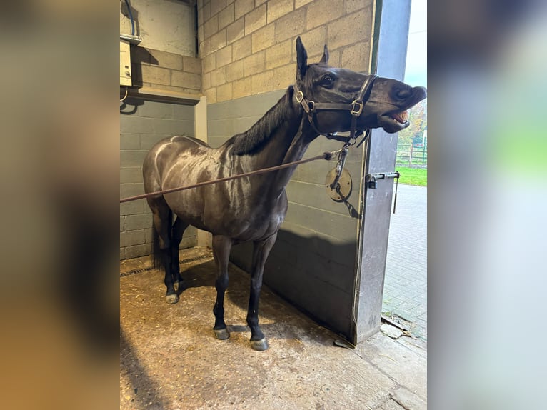 Caballo de deporte irlandés Caballo castrado 9 años 155 cm Negro in Wijnegem