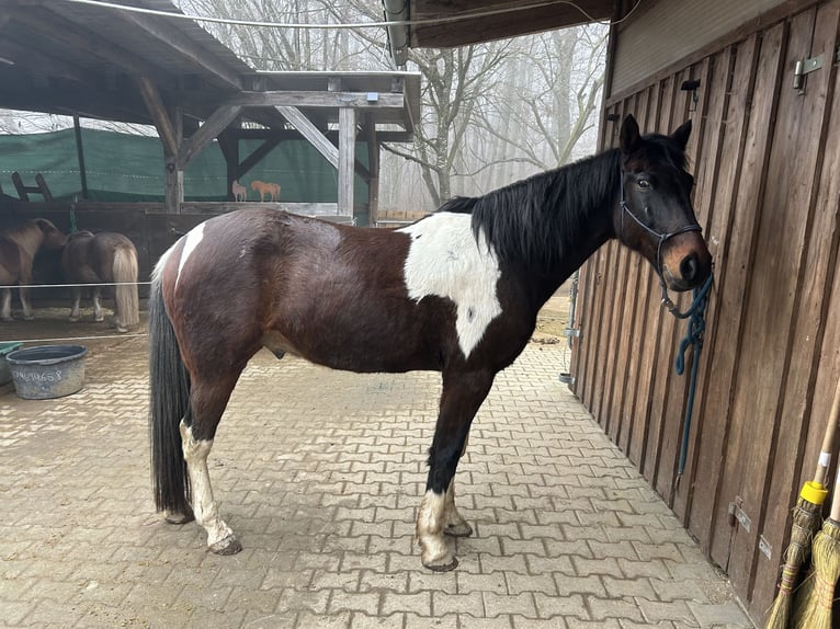 Caballo de deporte irlandés Caballo castrado 9 años 155 cm Pío in Nattheim