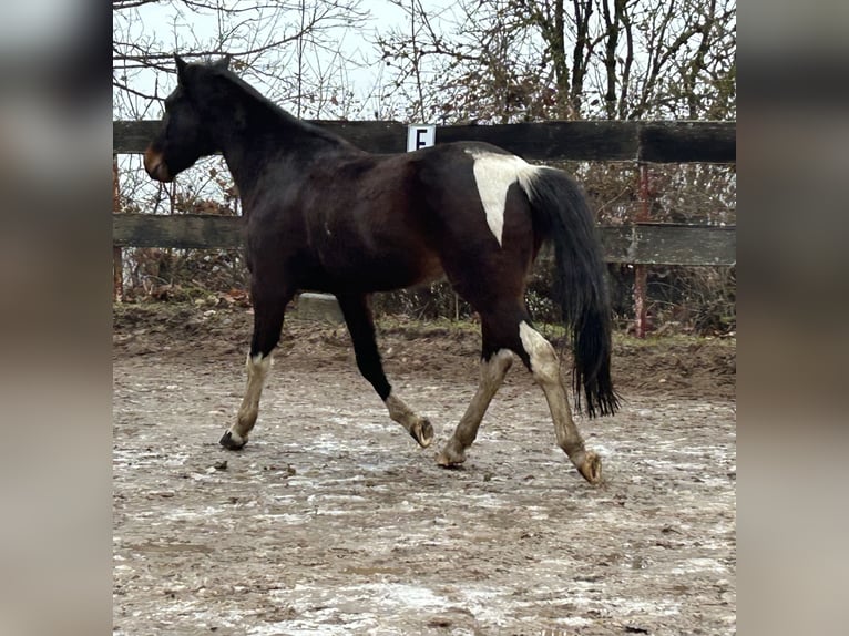 Caballo de deporte irlandés Caballo castrado 9 años 155 cm Pío in Nattheim