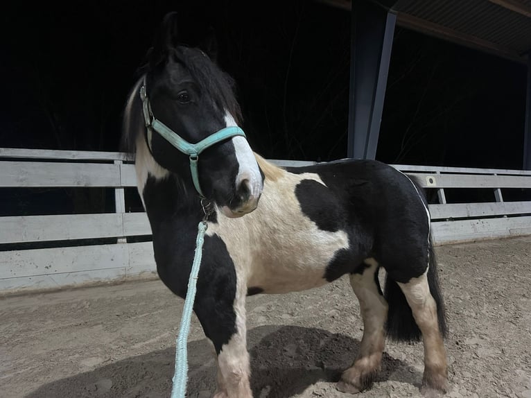 Caballo de deporte irlandés Mestizo Caballo castrado 9 años 156 cm Pío in Büdingen