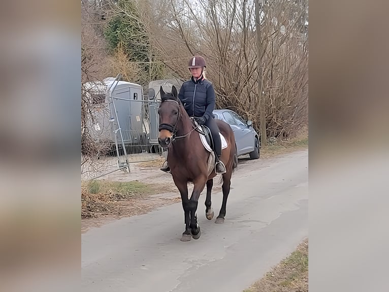 Caballo de deporte irlandés Caballo castrado 9 años 157 cm Castaño in Lage