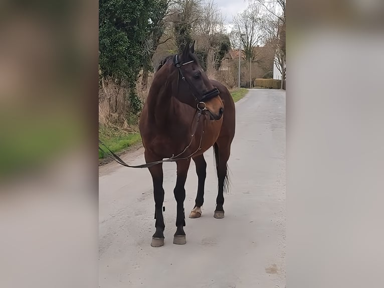 Caballo de deporte irlandés Caballo castrado 9 años 157 cm Castaño in Lage