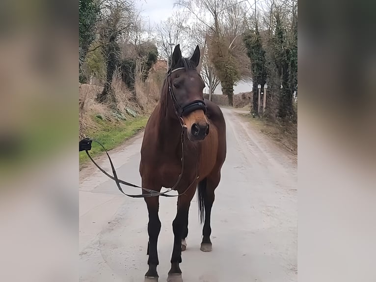 Caballo de deporte irlandés Caballo castrado 9 años 157 cm Castaño in Lage