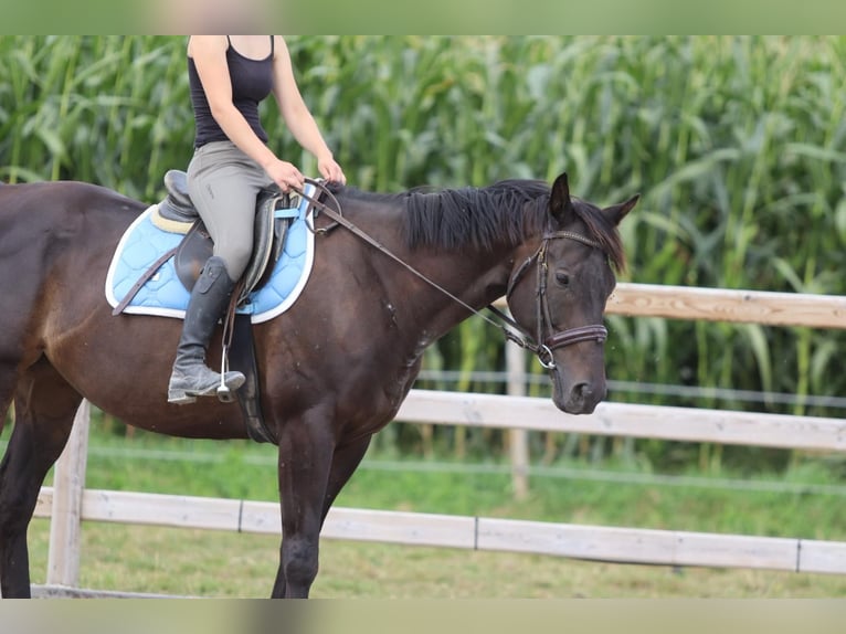 Caballo de deporte irlandés Caballo castrado 9 años 160 cm Castaño in Bogaarden