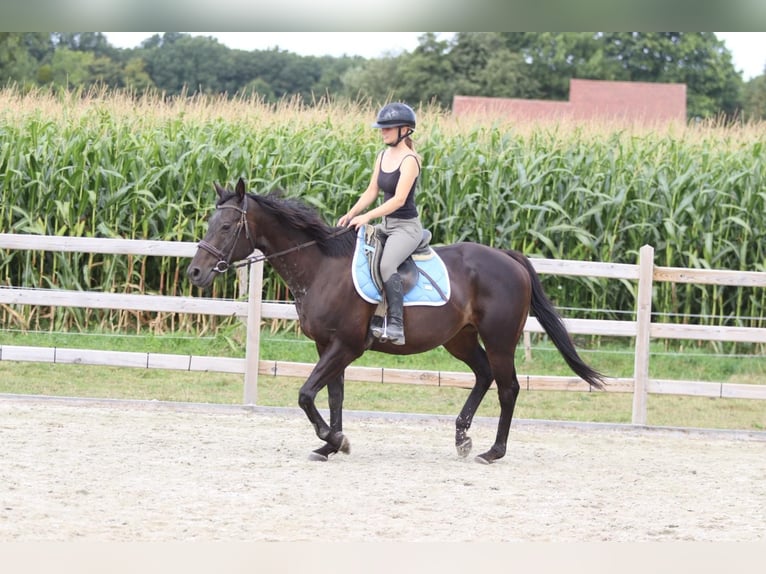 Caballo de deporte irlandés Caballo castrado 9 años 160 cm Castaño in Bogaarden