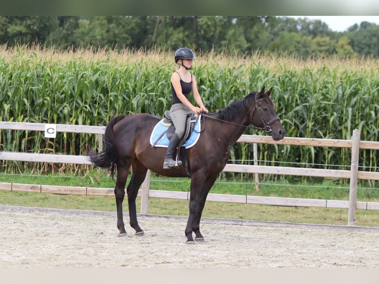 Caballo de deporte irlandés Caballo castrado 9 años 160 cm Castaño in Bogaarden