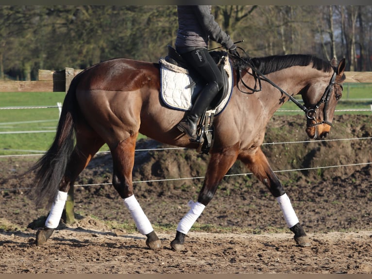 Caballo de deporte irlandés Mestizo Caballo castrado 9 años 160 cm Castaño in Uelsen