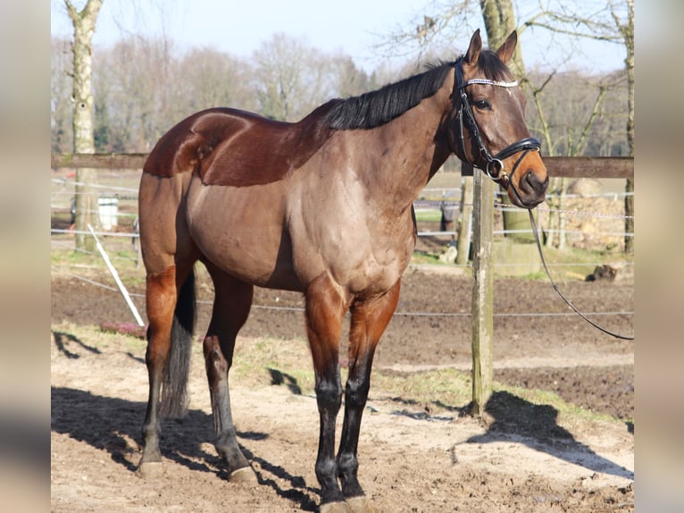 Caballo de deporte irlandés Mestizo Caballo castrado 9 años 160 cm Castaño in Uelsen