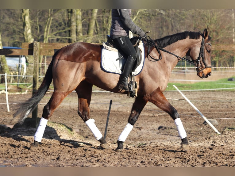 Caballo de deporte irlandés Mestizo Caballo castrado 9 años 160 cm Castaño in Uelsen