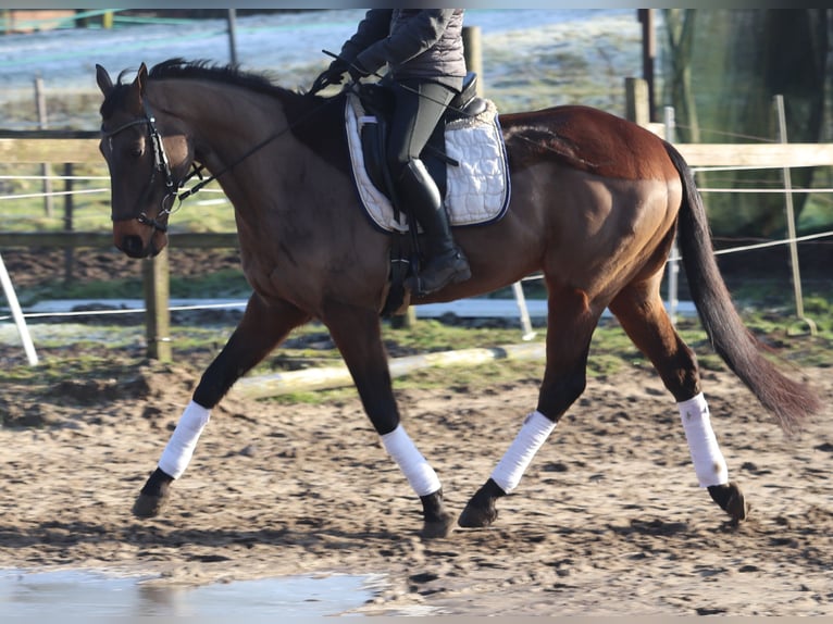 Caballo de deporte irlandés Mestizo Caballo castrado 9 años 160 cm Castaño in Uelsen