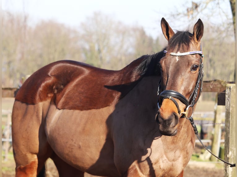 Caballo de deporte irlandés Mestizo Caballo castrado 9 años 160 cm Castaño in Uelsen