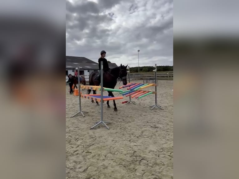 Caballo de deporte irlandés Caballo castrado 9 años 160 cm Negro in Bogaarden