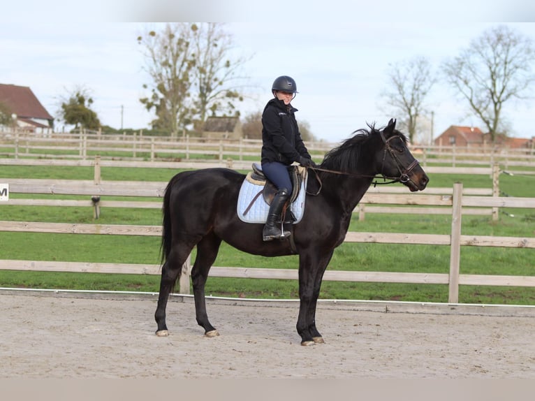 Caballo de deporte irlandés Caballo castrado 9 años 160 cm Negro in Bogaarden