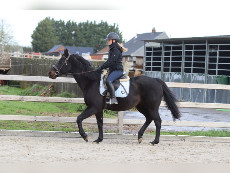Caballo de deporte irlandés Caballo castrado 9 años 160 cm Negro in Bogaarden