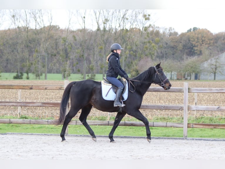 Caballo de deporte irlandés Caballo castrado 9 años 160 cm Negro in Bogaarden
