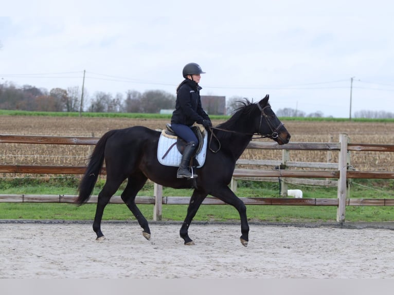 Caballo de deporte irlandés Caballo castrado 9 años 160 cm Negro in Bogaarden
