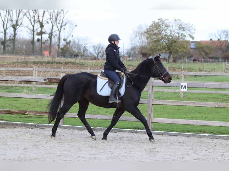 Caballo de deporte irlandés Caballo castrado 9 años 160 cm Negro in Bogaarden