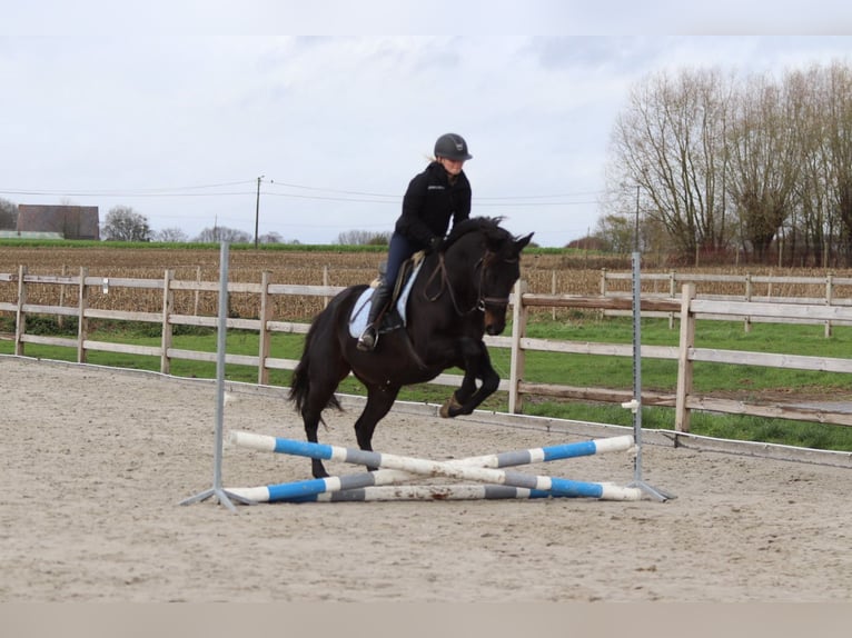 Caballo de deporte irlandés Caballo castrado 9 años 160 cm Negro in Bogaarden