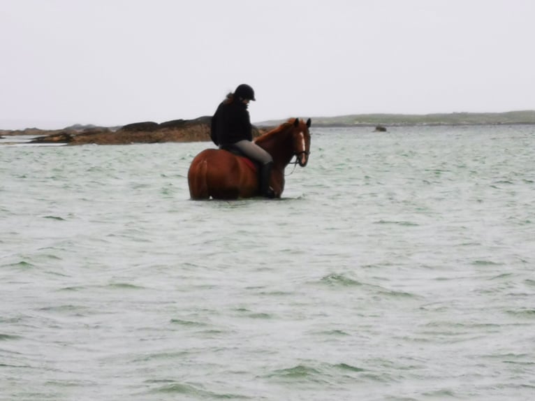 Caballo de deporte irlandés Caballo castrado 9 años 163 cm Alazán-tostado in Galway