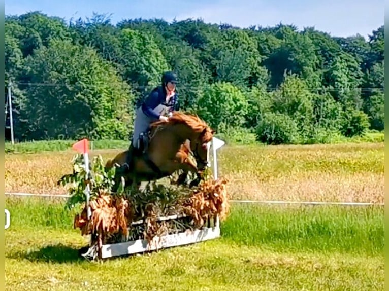 Caballo de deporte irlandés Caballo castrado 9 años 163 cm Alazán-tostado in Galway