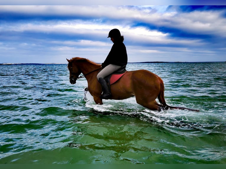 Caballo de deporte irlandés Caballo castrado 9 años 163 cm Alazán-tostado in Galway