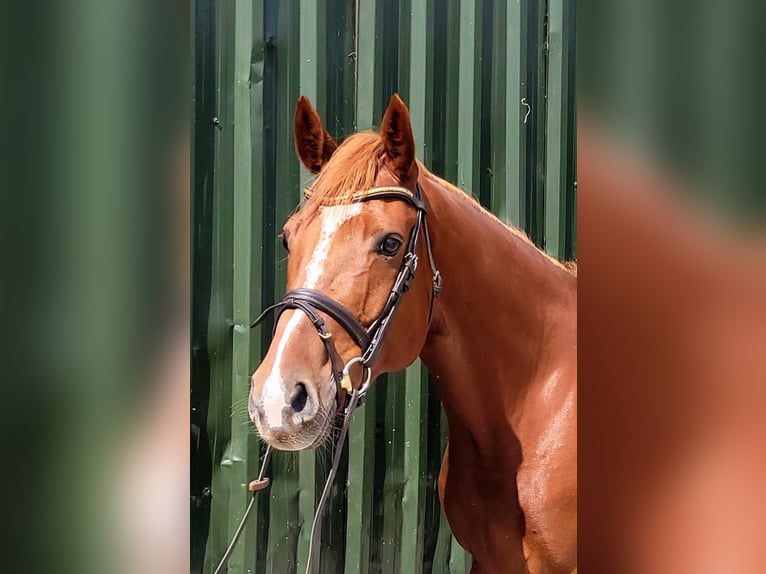 Caballo de deporte irlandés Caballo castrado 9 años 163 cm Alazán-tostado in Galway