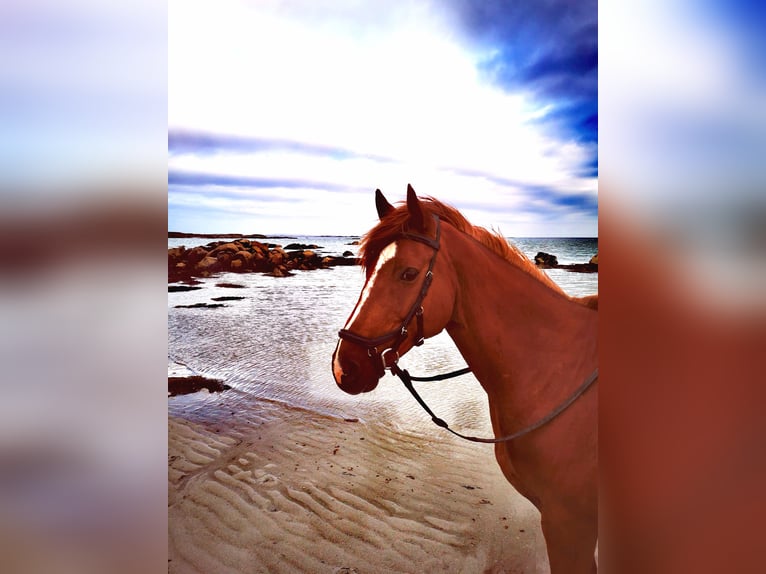 Caballo de deporte irlandés Caballo castrado 9 años 163 cm Alazán-tostado in Galway