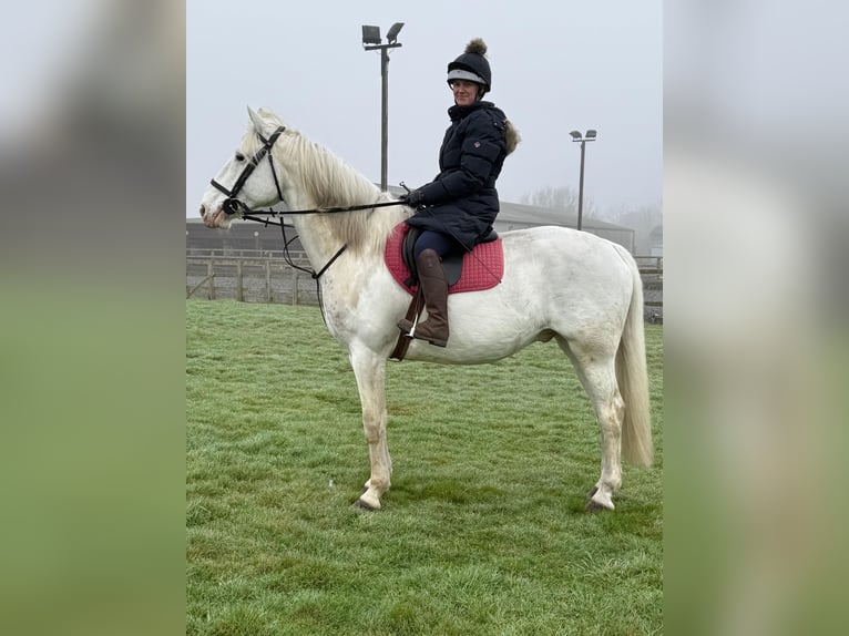 Caballo de deporte irlandés Mestizo Caballo castrado 9 años 163 cm Tordo in lowestoft