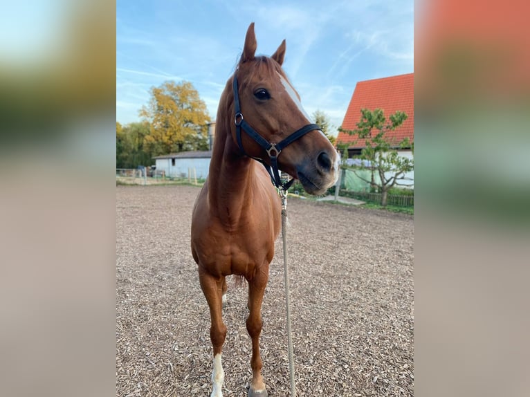 Caballo de deporte irlandés Caballo castrado 9 años 165 cm Alazán in Rohr