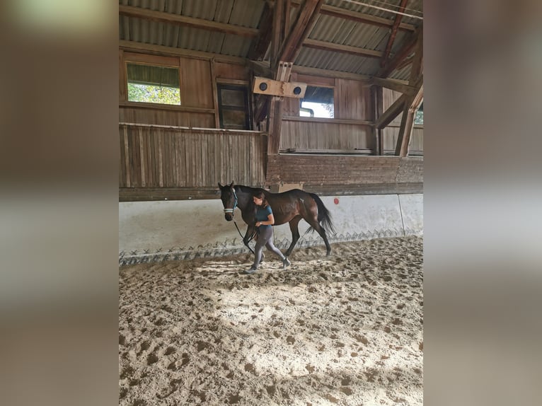 Caballo de deporte irlandés Caballo castrado 9 años 165 cm in Elsbethen