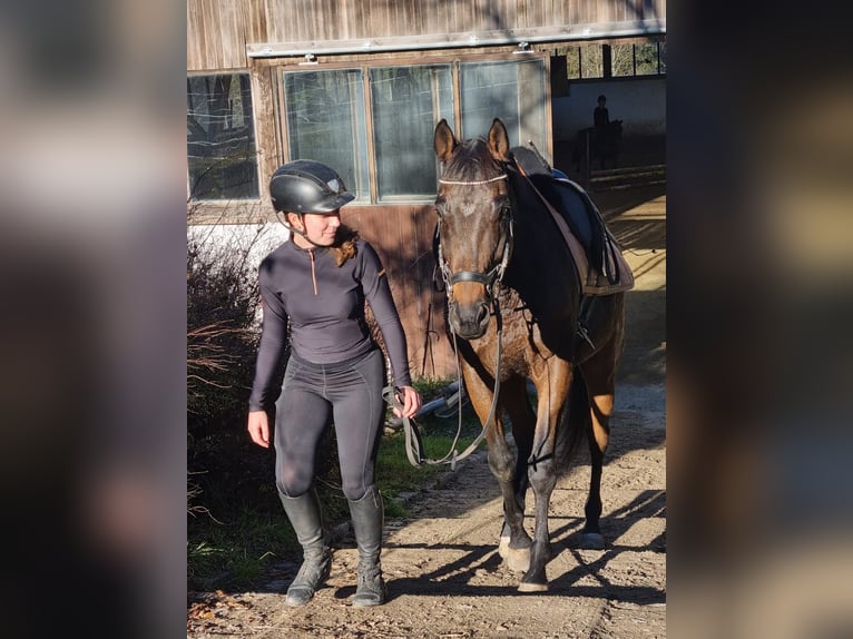 Caballo de deporte irlandés Caballo castrado 9 años 165 cm in Elsbethen