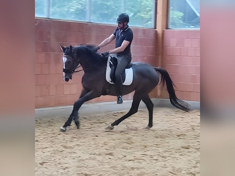 Caballo de deporte irlandés Caballo castrado 9 años 165 cm Morcillo in Lage