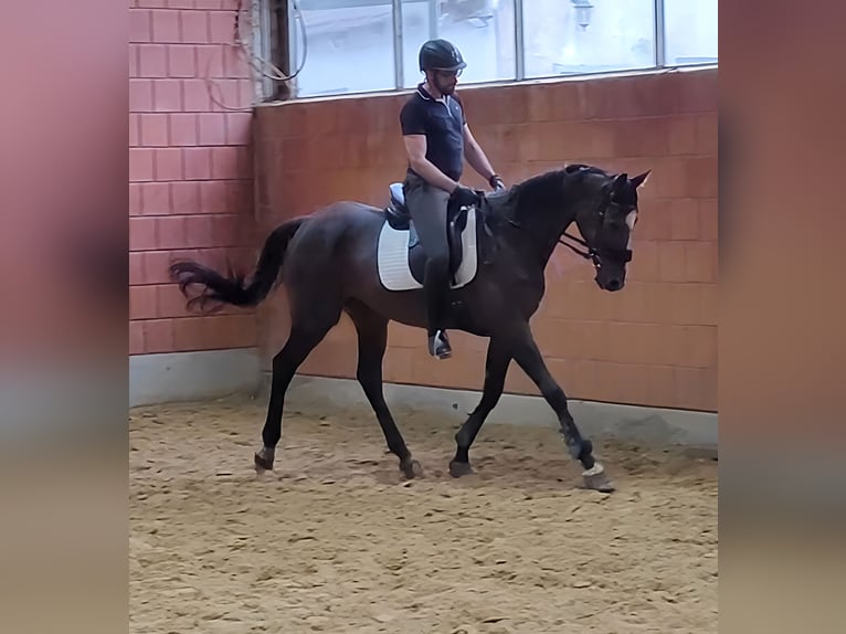 Caballo de deporte irlandés Caballo castrado 9 años 165 cm Morcillo in Lage