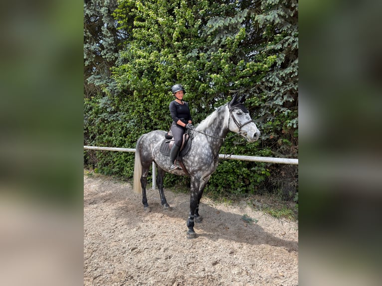Caballo de deporte irlandés Caballo castrado 9 años 165 cm Tordo rodado in Efringen-Kirchen