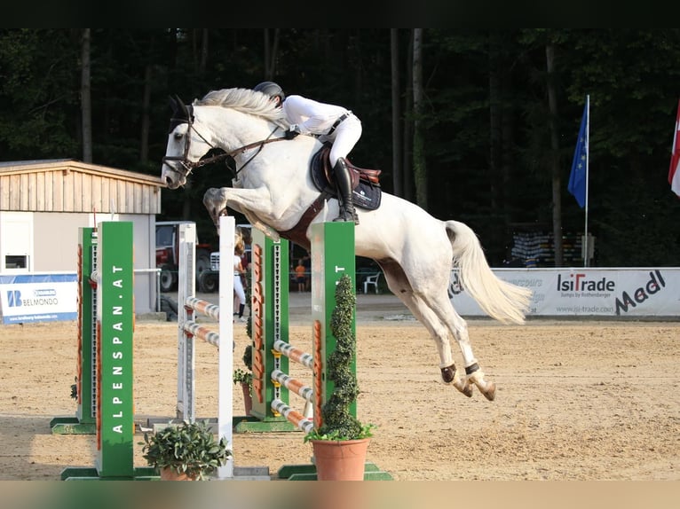 Caballo de deporte irlandés Caballo castrado 9 años 166 cm Tordo in Fraunberg