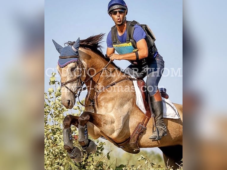 Caballo de deporte irlandés Caballo castrado 9 años 168 cm Bayo in Piñuécar, Madrid