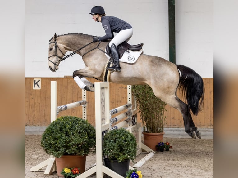 Caballo de deporte irlandés Caballo castrado 9 años 168 cm Bayo in Piñuécar, Madrid