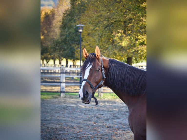 Caballo de deporte irlandés Caballo castrado 9 años 168 cm Castaño in Reutte