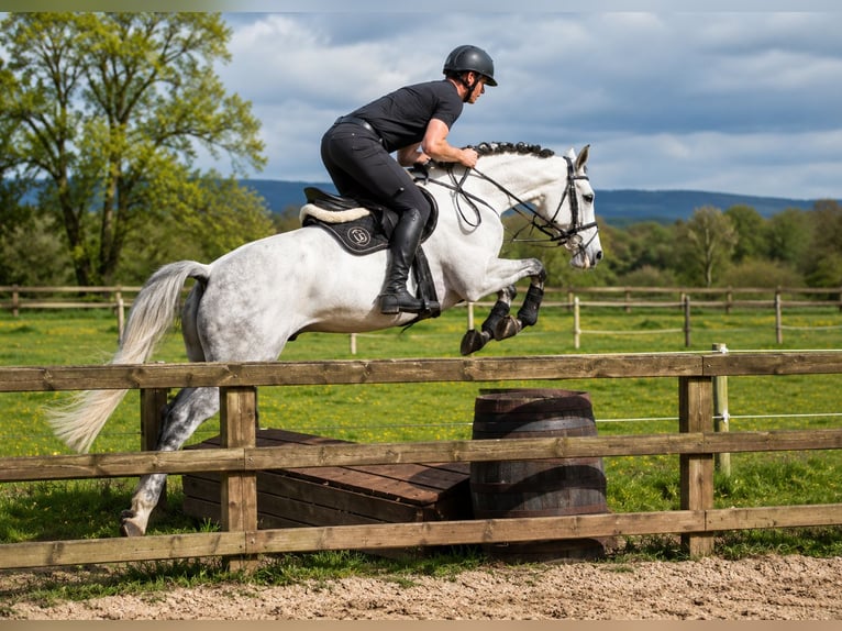 Caballo de deporte irlandés Caballo castrado 9 años 168 cm Tordo in Gummern