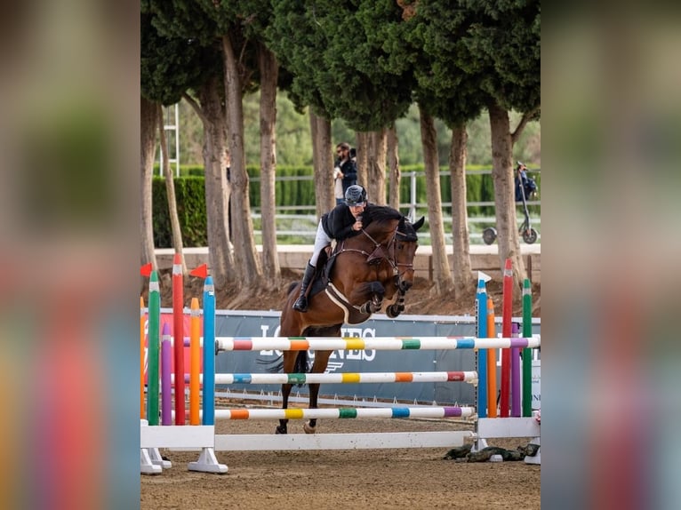 Caballo de deporte irlandés Caballo castrado 9 años 169 cm Castaño in Auw