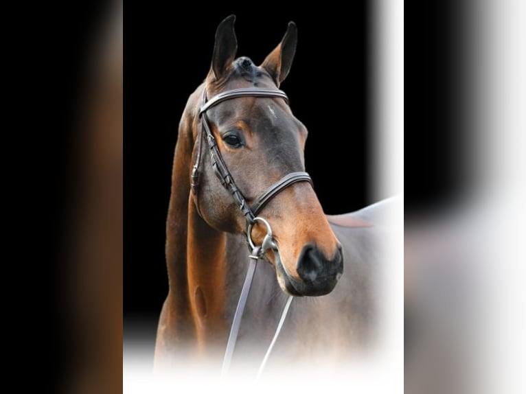 Caballo de deporte irlandés Caballo castrado 9 años 169 cm Castaño in Auw