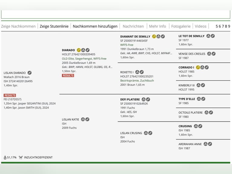 Caballo de deporte irlandés Caballo castrado 9 años 169 cm Castaño in Auw